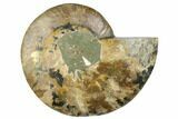 Cut & Polished Ammonite Fossil (Half) - Madagascar #187368-1